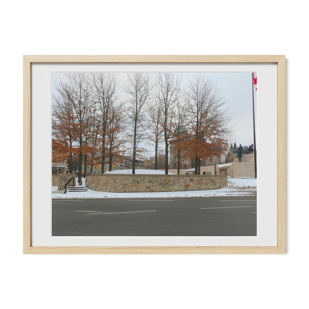 Twelve Trees Near A Park