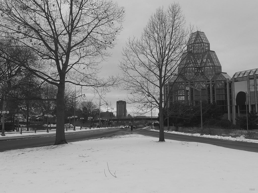 View Between Two Trees