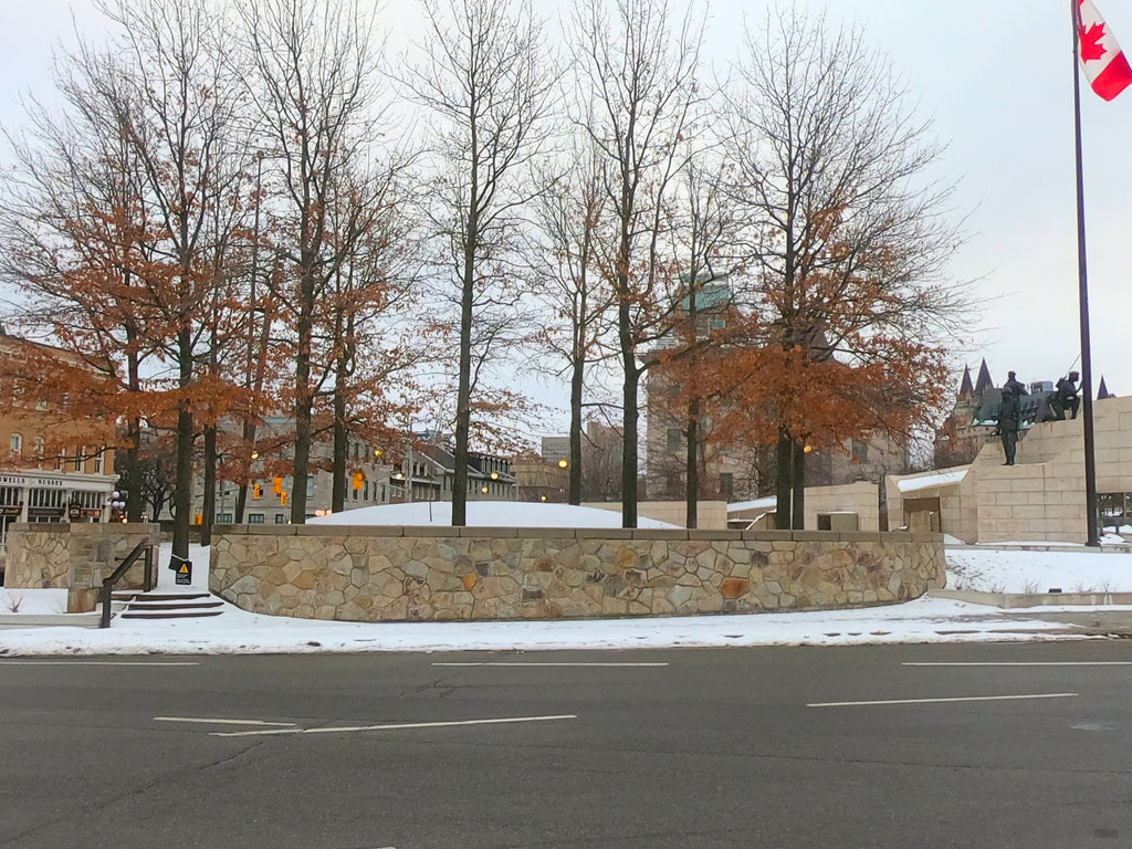 Twelve Trees Near A Park